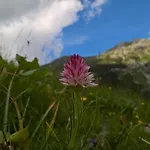 The Village Rest - Gorenjska