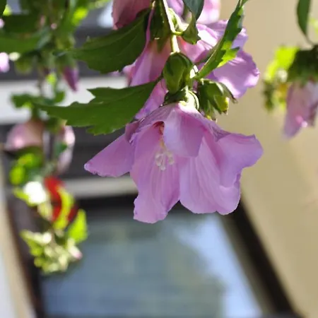 Bed & Breakfast The Village Rest - Gorenjska 3*