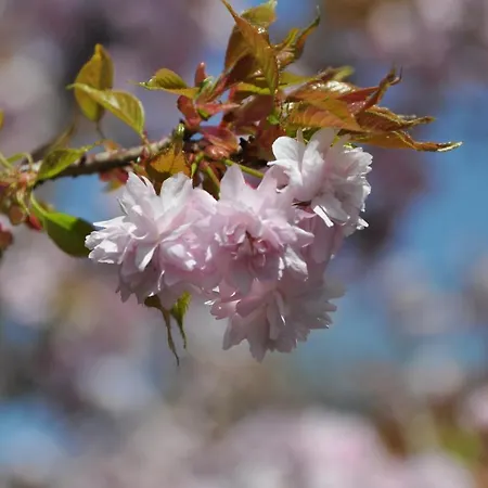 The Village Rest - Gorenjska