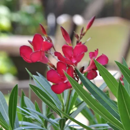 The Village Rest - Gorenjska 3* Brezje