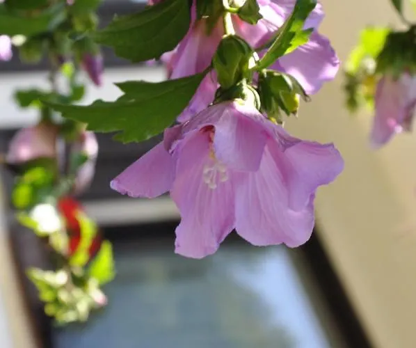 Couette-café The Village Rest - Gorenjska 3*