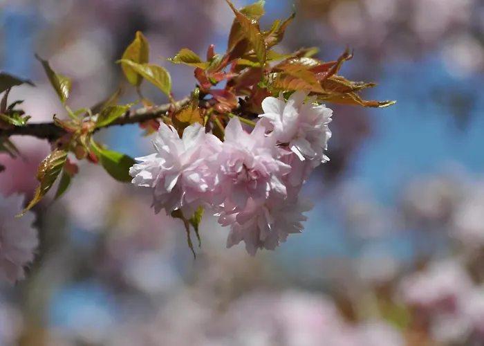 The Village Rest - Gorenjska